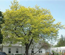 sunburst honeylocust tree